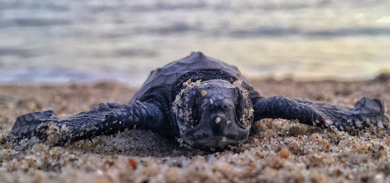 kalametiya-turtle-watching-sri-lanka